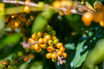 Yellow Bourbon arabica coffee berries with agriculturist hands Robusta and arabica coffee berries with agriculturist hands, Cau Dat, Da Lat, Vietnam
