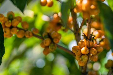 Yellow Bourbon arabica coffee berries with agriculturist hands Robusta and arabica coffee berries with agriculturist hands, Cau Dat, Da Lat, Vietnam