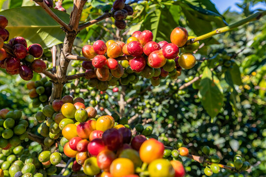 Yellow Bourbon arabica coffee berries with agriculturist hands Robusta and arabica coffee berries with agriculturist hands, Cau Dat, Da Lat, Vietnam