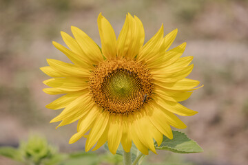 close up of blooming sunflower