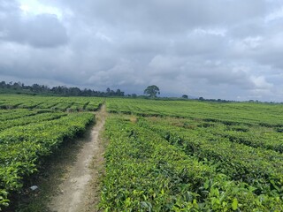 Fototapeta na wymiar photo of a tea plantation in Indonesia