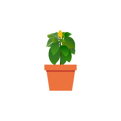 Fototapeta premium set of plants with brown pots plant