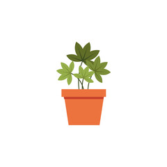 set of plants with brown pots plant