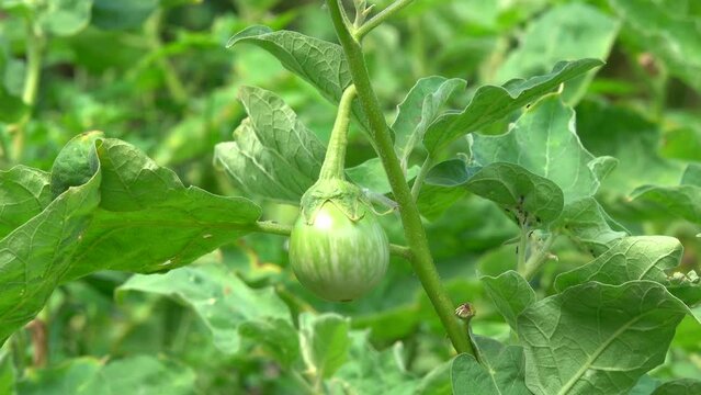 Close-up eggplant in the vegetable garden
