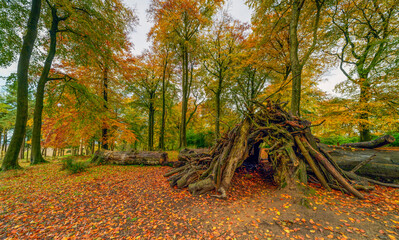 autumn in the forest, Longshaw Estate