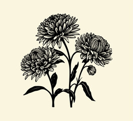 Chrysanthemums hand drawn vector graphic asset