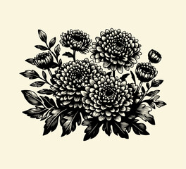 Chrysanthemums hand drawn vector graphic asset