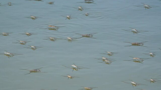Group of water strider on a water