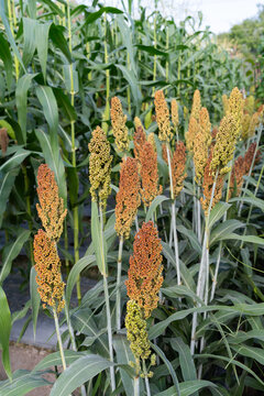 Sorghum Plantation industry. Field of Sweet Sorghum stalk and seeds. Millet field. Agriculture field of sorghum, Healthy nutrients. cultivation millet fields. Biofuel and new boom Food.