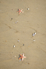 Étoiles de mer
