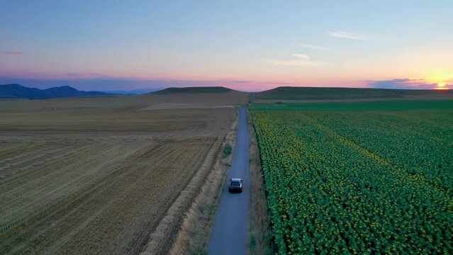 Cinematic aerial shot of hybrid car drive crossing along an sunflower agricultural field at sunrise, sunset