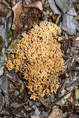 Ramaria stricta toxic poisonous mushroom