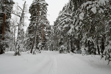 hiking trail in a snowy winter forest after a snowfall