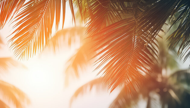Bottom view of palm trees branches and sun