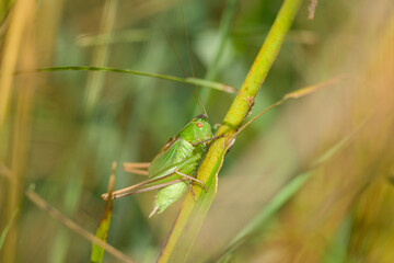 A green grasshopper sitting on a plant