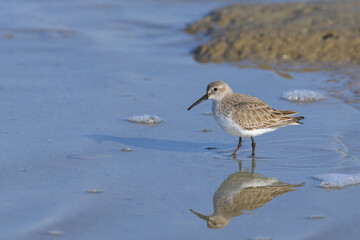 A Broad billed Sandpiper walking in water