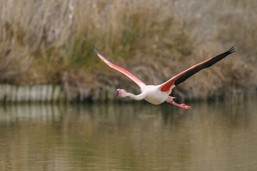 A Greater Flamingo flying low over water