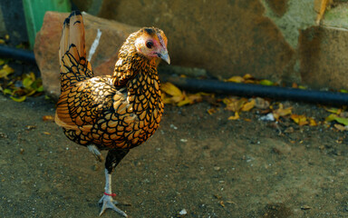 Gallina Sebright rescatada