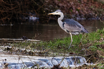 Graureiher bei der Jagd