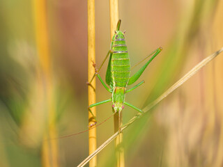 A green grasshopper sitting on a plant