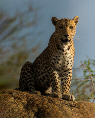 Leopards of Jawai