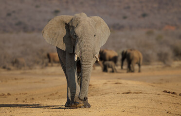 African elephant walking straight at us