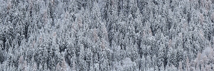 Snowy landscape, winter in South Tyrol, snow-covered trees as background and banner	
