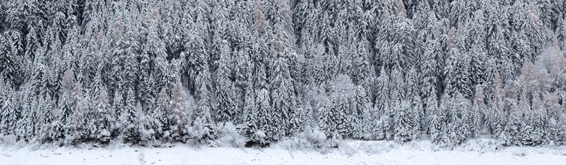 Snowy landscape, winter in South Tyrol, snow-covered trees as background and banner