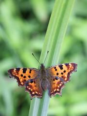 Comma butterfly, scientific name Polygonia c-album 
