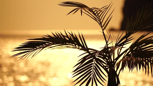 Silhouette of palm tree leaves swaying by wind with blurred golden sea bokeh. Sun reflects and sparkles on waves, illuminating warm sea beach. Abstract nautical summer ocean sunset nature slow motion