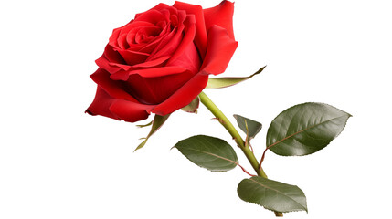 red rose isolated on white
