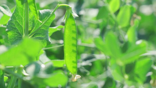 Transparent green pea pod on a bush. Mature tender pod Green peas in the garden, summer harvest. Popular vegetable plant in detail