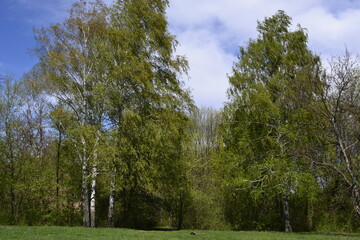 Obraz premium trees in the park