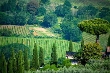Fototapeta premium Vernaccia Grape Vineyards in San Gimignano - Italy