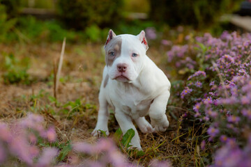 American Bully puppy on a walk in flowers