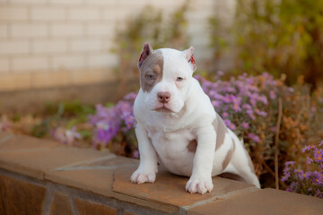 American Bully puppy on a walk in flowers