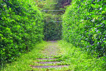 Pathway through hedge maze. Inside view of garden labyrinth