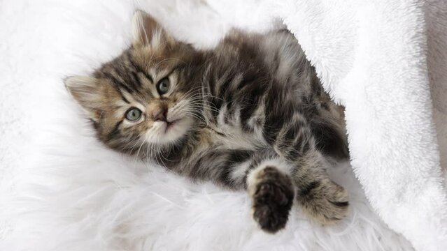 Cute homemade fluffy striped kitten is lying on a fur blanket, resting, falling asleep