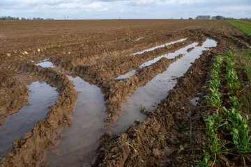 Arrachage de betterave dans un champ détrempé par la pluie. Boue et traces d'enlisement de roues...