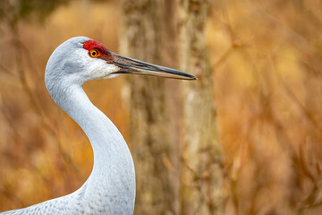 Golden Hour Elegance: Sandhill Crane in Sunset Glow