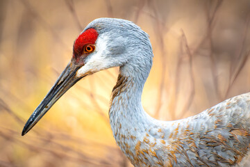 Golden Hour Elegance: Sandhill Crane in Sunset Glow
