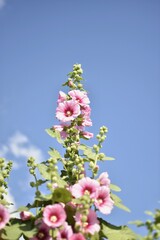 Beautiful Pink hollyhock blossom flowers on bright sunlight blue sky background.