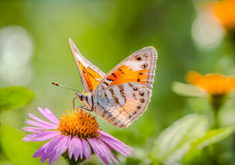 Obraz premium close-up photo butterfly on flower