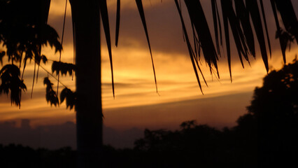 Gentle Sunset Through the Palm Leaves, The Evening Light Of Nature Passing Through Each Palm Frond