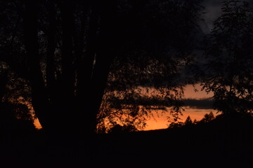 silhouette of tree and leaves in yellow and orange sunset
