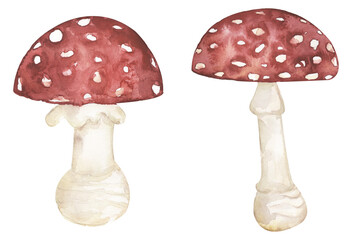 Watercolor poison fungi illustration set, fly agaric fungus clipart. Hand drawn watercolor mushroom , graphics elements
