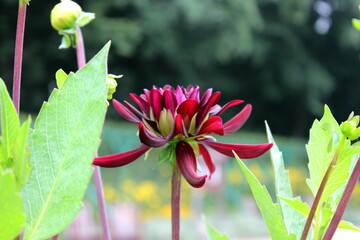 rote Dahlie, Dahlie rot, dunkelrot, Nahaufnahme Blüte, Dalie, Dalien, rote Blumen