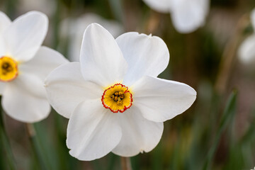Close-up of white narcissus flowers (Narcissus poeticus) in spring garden