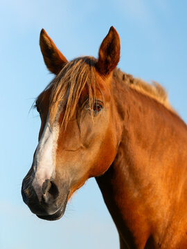 Close-up of the head of a red horse against the background of a clear blue sky. Vertical shot.