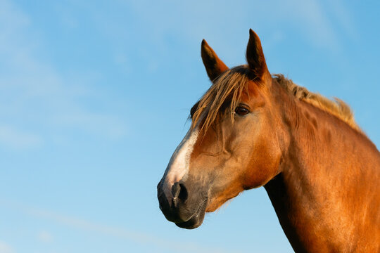 Close-up of the head of a red horse against the background of a blue sky. Copy space.